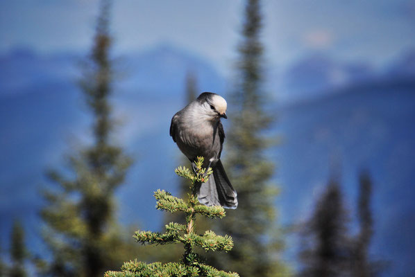 Grey Jay