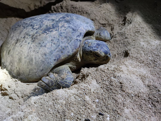 Grüne Meeresschildkröte auf Selingan Island, Sabah, Malaysia