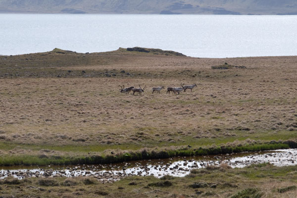 Rentiere an den Ostfjorden