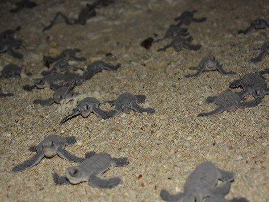 Meine Schildkröten auf dem Weg in die große weite Welt auf Selingan Island, Sabah, Malaysia