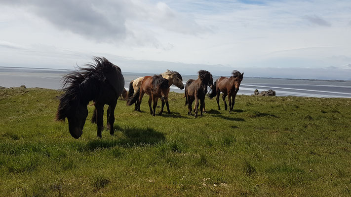 Islandponys in Höfn