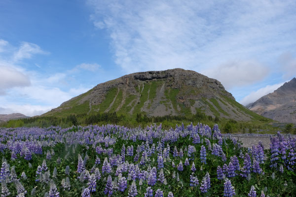 Lupinenfelder in den Ostfjorden