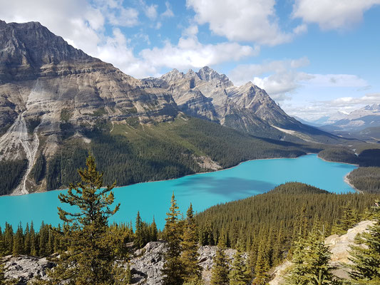 Lake Peyto