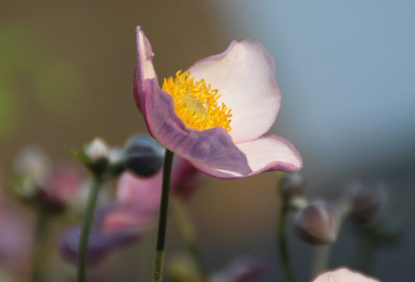 Die blaue Stunde der Anemone