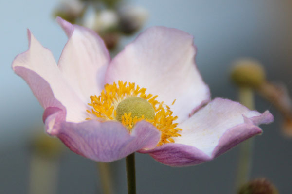 Die blaue Stunde der Anemone