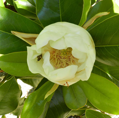 Magnolia grandiflora