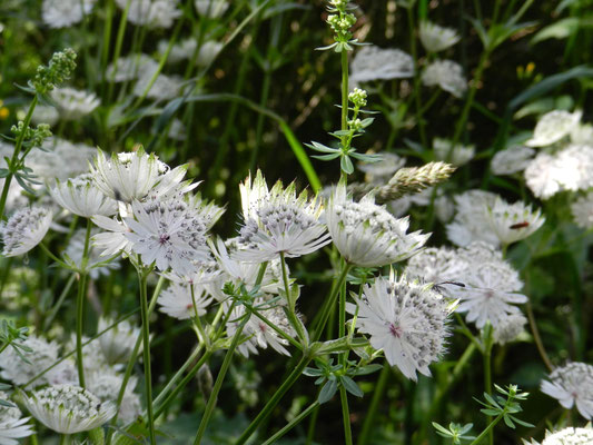 Astrantia major