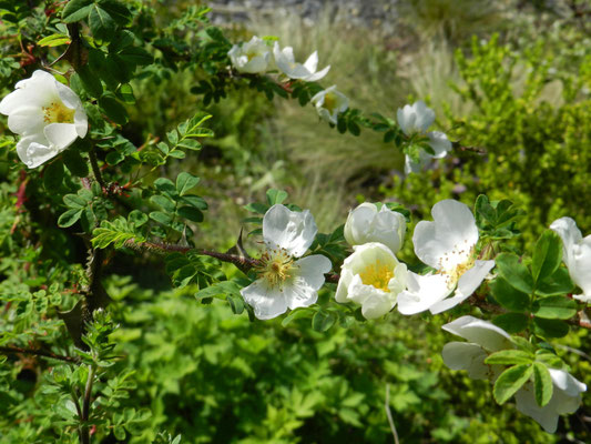 Rosa sericea pterocantha