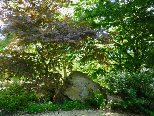 Acer palm. Nicholsonii, Carpinus betulus - Charme commun