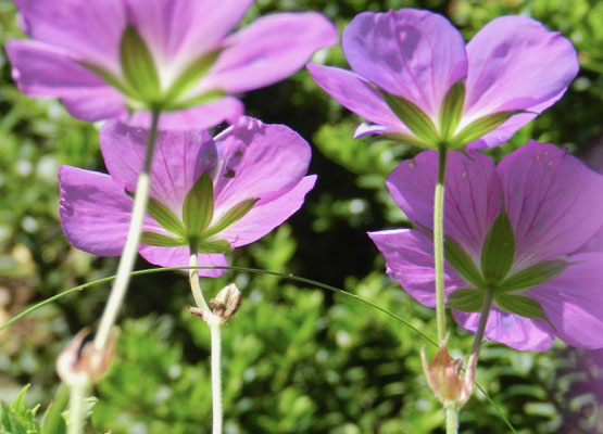 Geranium himalayense x Geranium wallichianum -  Geranium 'Rozanne'