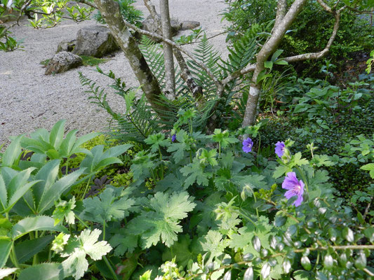 Geranium magnificum, Muehlenbeckia