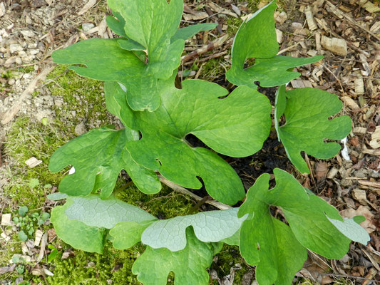 Sanguinaria canadensis