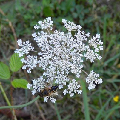 Daucus carota - Carotte sauvage