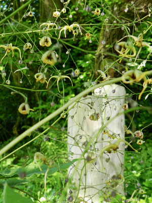 Epimedium'The Giant'