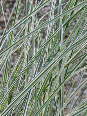 Miscanthus sinensis 'Morning Light' - Roseau de chine, Eulalie