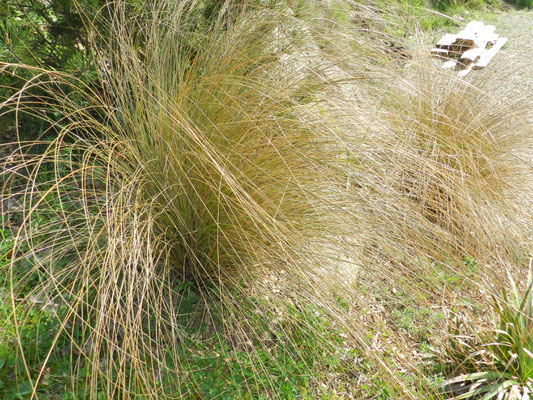 Chinochloa rubra