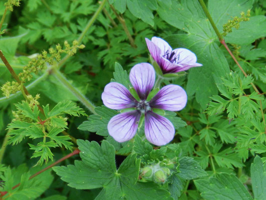 Geranium