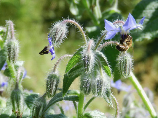 Borago officinalis - Bourrache  