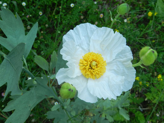 Romneya coulteri (Californie)