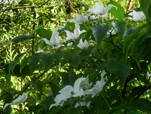 Cornus Kousa (Japon et Corée)