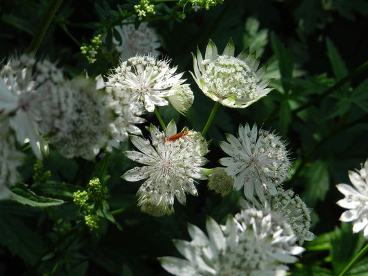 Astrantia major