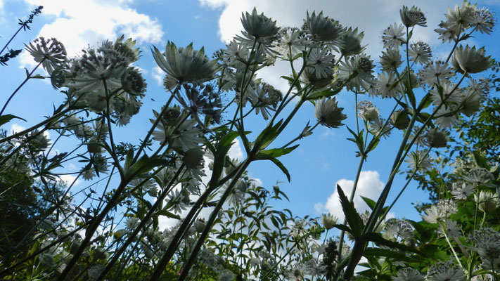 Astrantia major