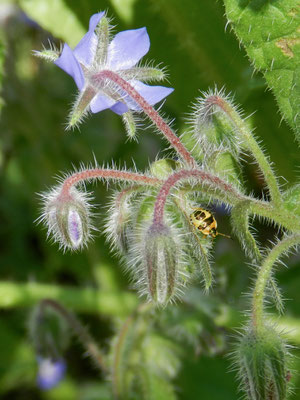 Borago officinalis - Bourrache  