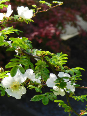 Rosa sericea pterocantha