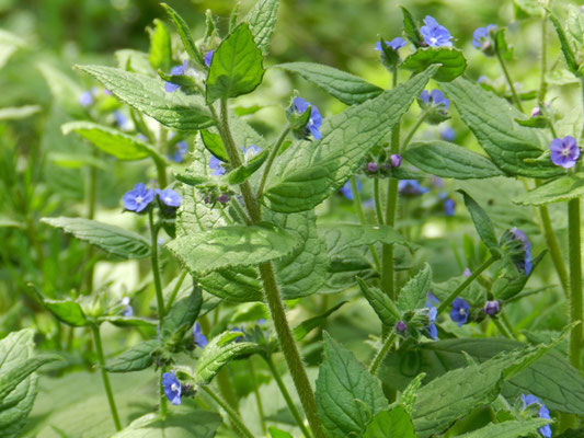 Anchusa / Buglosse