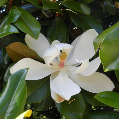 Magnolia grandiflora