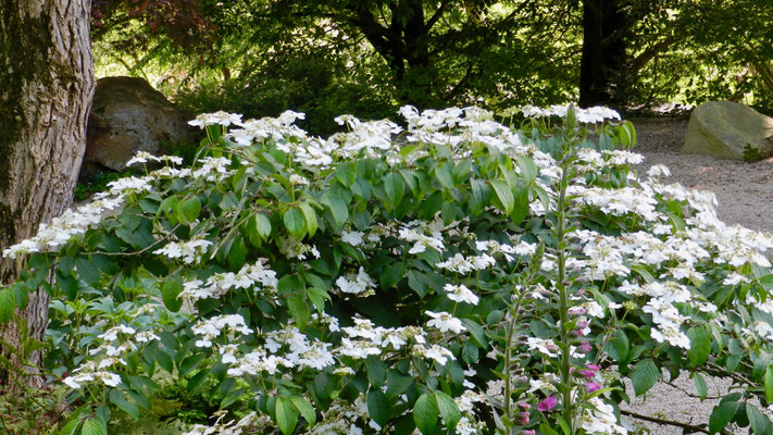 Viburnum plicatum Watanabe, Digitale pourpre