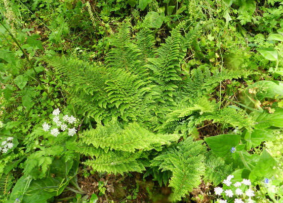 Polystichum setiferum 'Plumoso-densum'