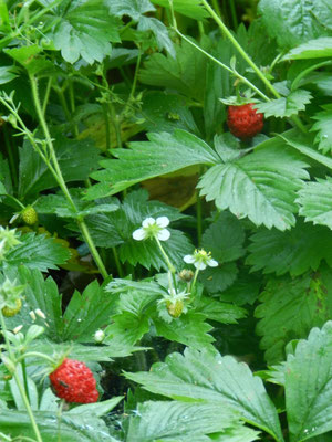 Fragaria vesca  Fraise des bois (indigène)