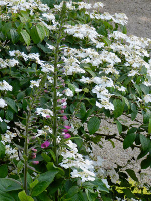 Viburnum plicatum Watanabe, Digitale pourpre