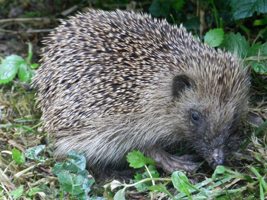 Ericeus europaeus  Hérisson(ne)