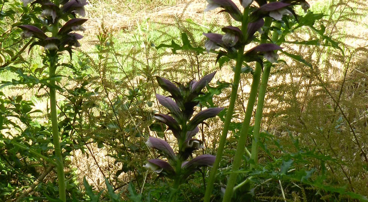 Acanthus mollis et Aruncus 'Horatio' - Barbe de bouc