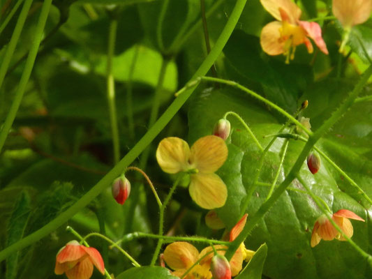 Epimedium pubigerum 'Orange Königin'