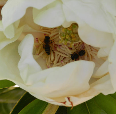 Magnolia grandiflora