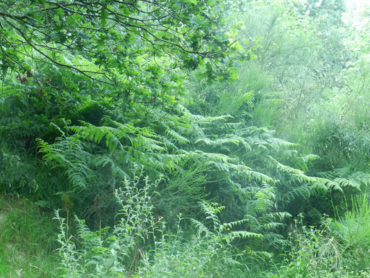 Quercus robur  Chêne pédonculé, Pteridium aquilinum Fougère aigle, Cytisus scoparius Genet à balai (indigènes)