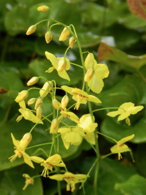 Epimedium perralchium 'Frohnleiten'