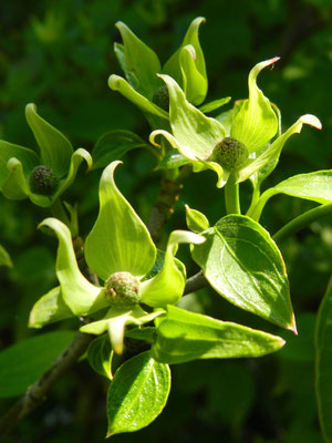 Cornus kousa