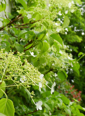 Hydrangea petiolaris