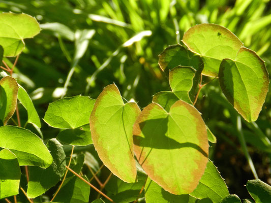 Epimedium (Europe et Asie)