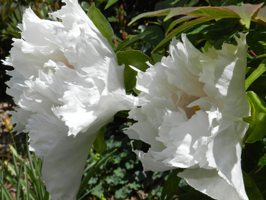 Paeonia suffructicosa 'Renkaku'