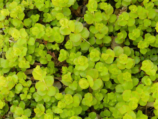 Lysimachia nummularia aurea