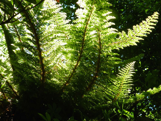 Polystichum setiferum (Europe Afrique du nord Caucase)