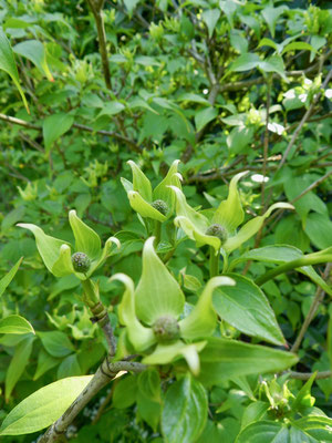 Cornus kousa