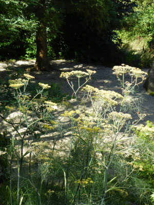 Foeniculum vulgare Purpureum - Fenouil