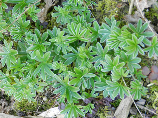 Alchemilla alpina