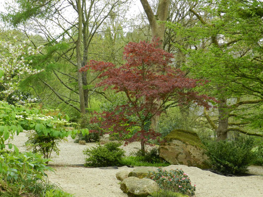 Acer palmatum 'Nicholsonii'